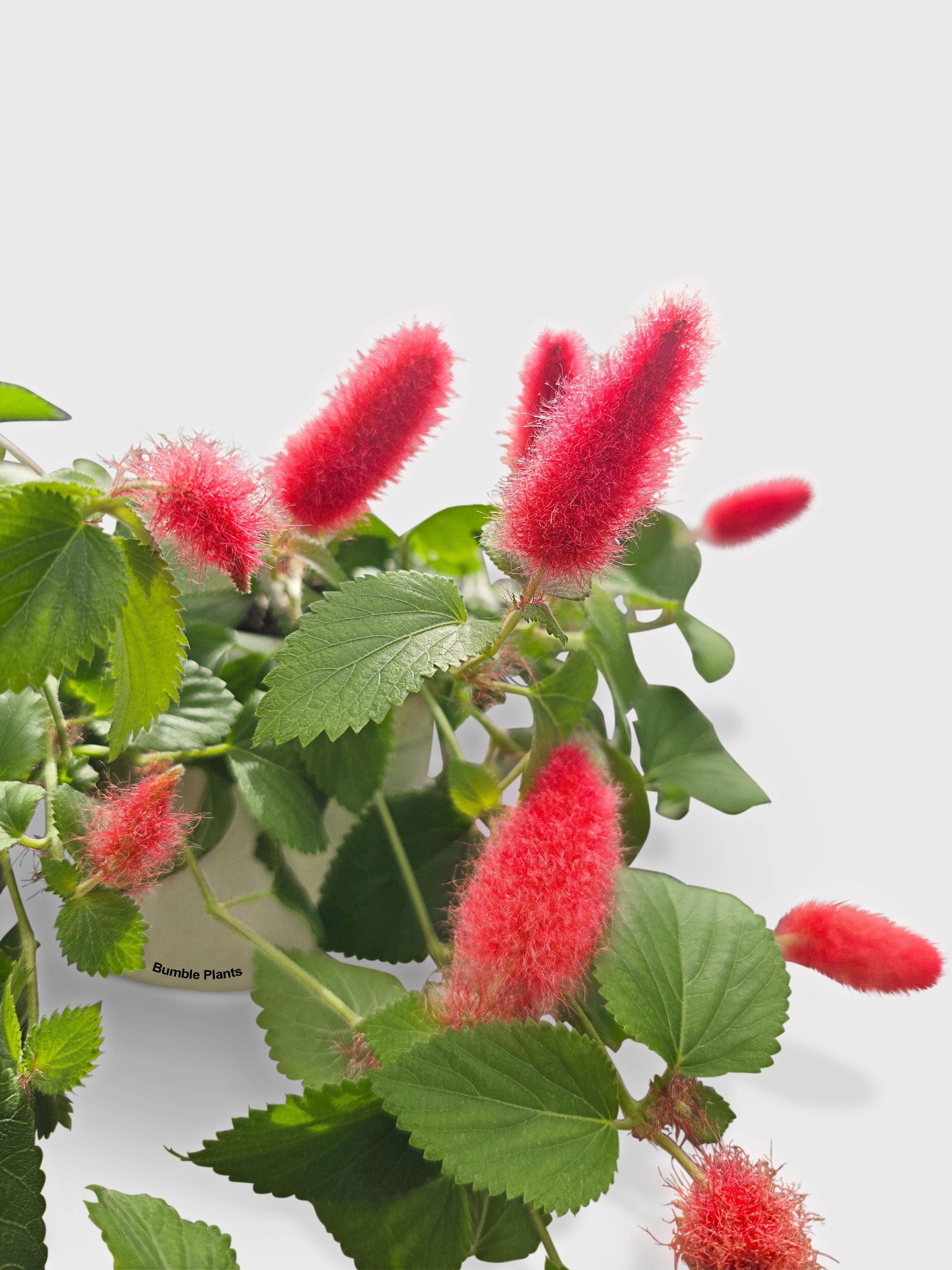 Bumble Plants - Wholesale Live Plant - Chenille Acalypha Hispida 'Red Hot Cat's Tail'3