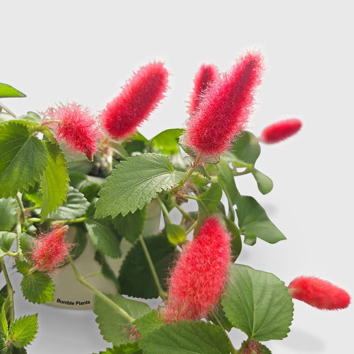 Bumble Plants - Wholesale Live Plant - Chenille Acalypha Hispida 'Red Hot Cat's Tail'3