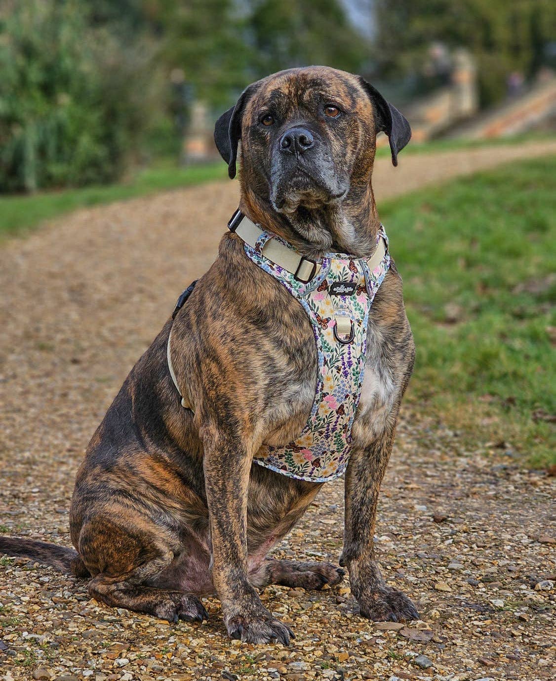 The aDoraBle Pooch Company – Arnês – Cão por atacado – Arnês Hike & Go Lite™ - Bumbles & Butterflies11