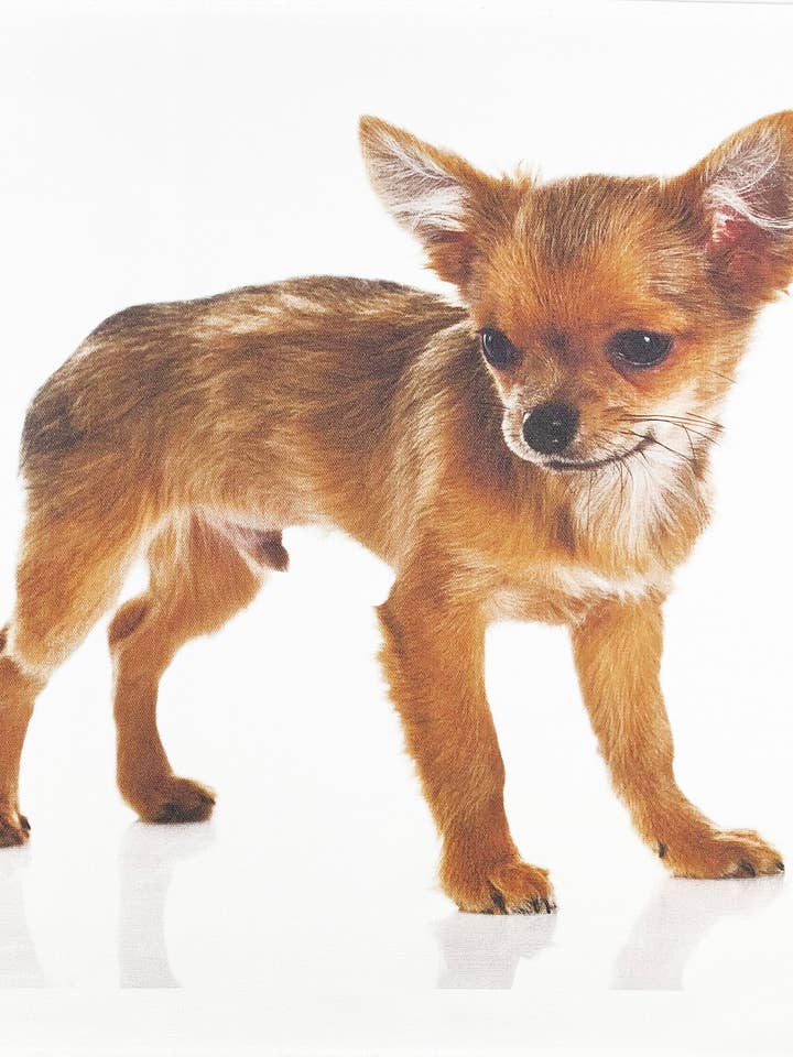 The Chihuahua Dog Grand torchon en coton avec motif « Crisp and Clea » pour la vente par Half a Donkey