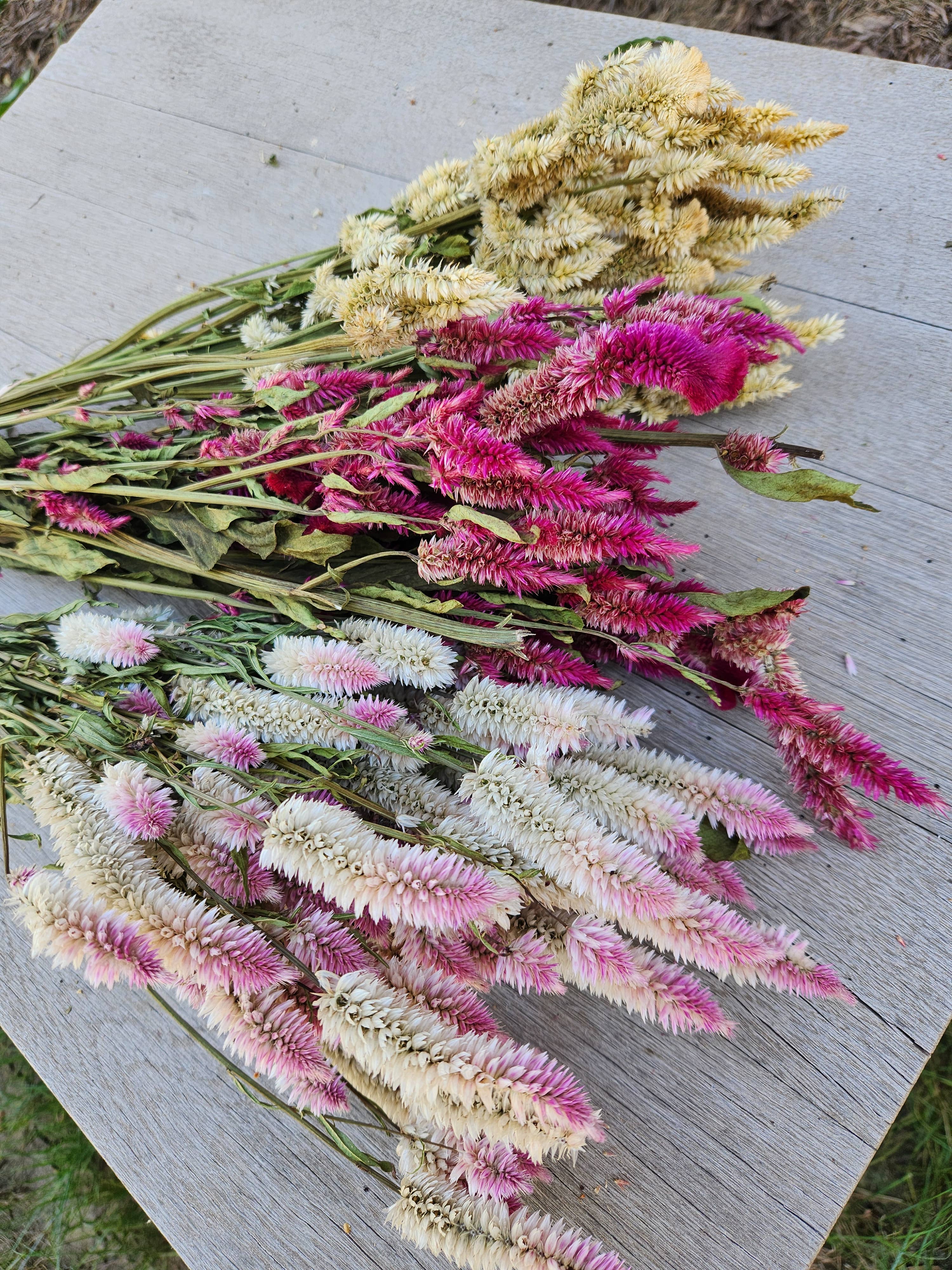 Alissas Flower Farm - Wholesale Dried/Pressed Flowers - Dried Celosia, Comb13