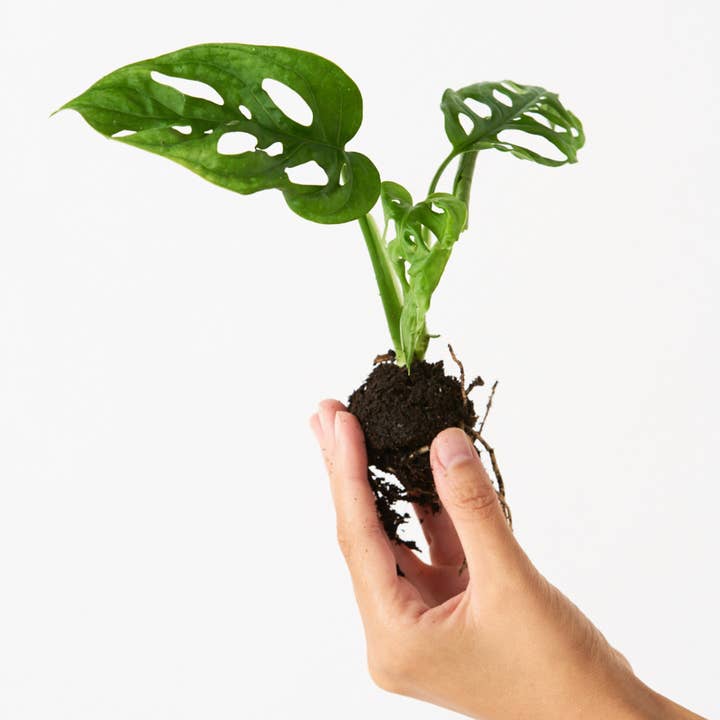 Monstera Monkey Mask Adansonii för wholesale av Miniplanta