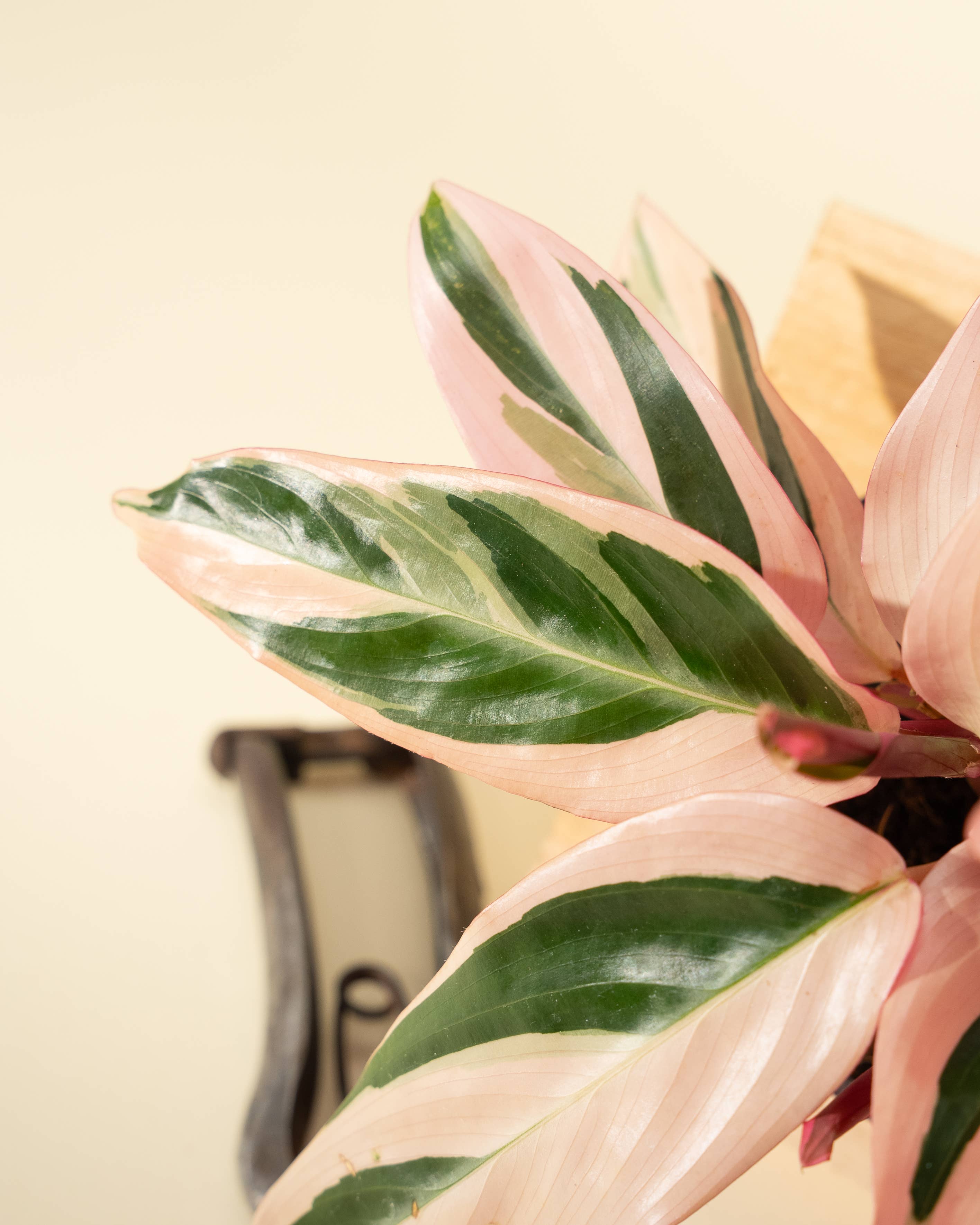 BWH Plant Co - Wholesale Live Plant - 4" Stromanthe 'Trio Star'2