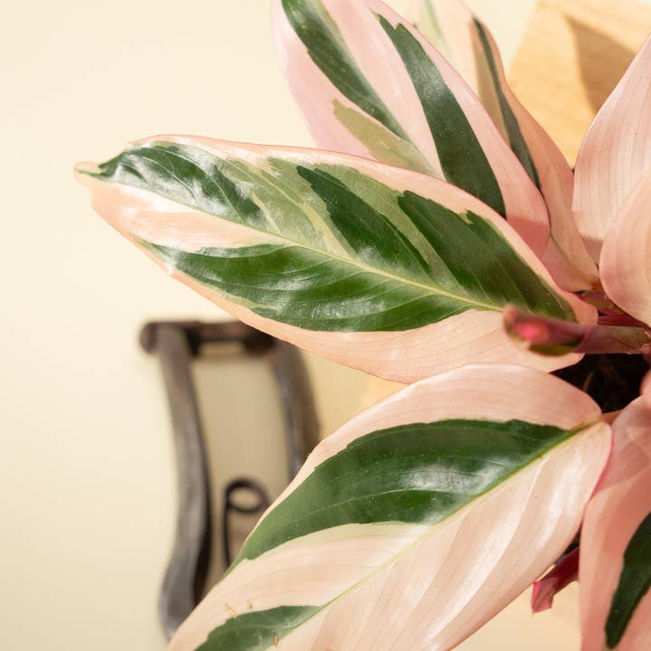 BWH Plant Co - Wholesale Live Plant - 4" Stromanthe 'Trio Star'2