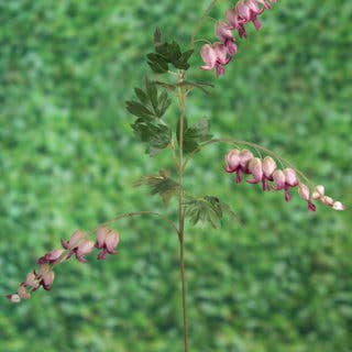 Mezu Silk Flowers – wholesale Artificial flowers – Artificial Mauve Bleeding Hearts Silk Flower Stem