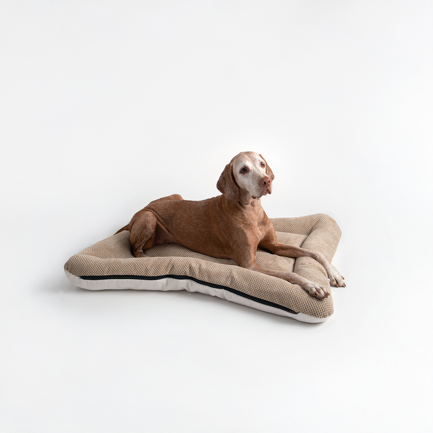 Snoozer Pet Products - Vendita all'ingrosso Letto - Cani - Cuccia per Cani All Day di Snoozer6