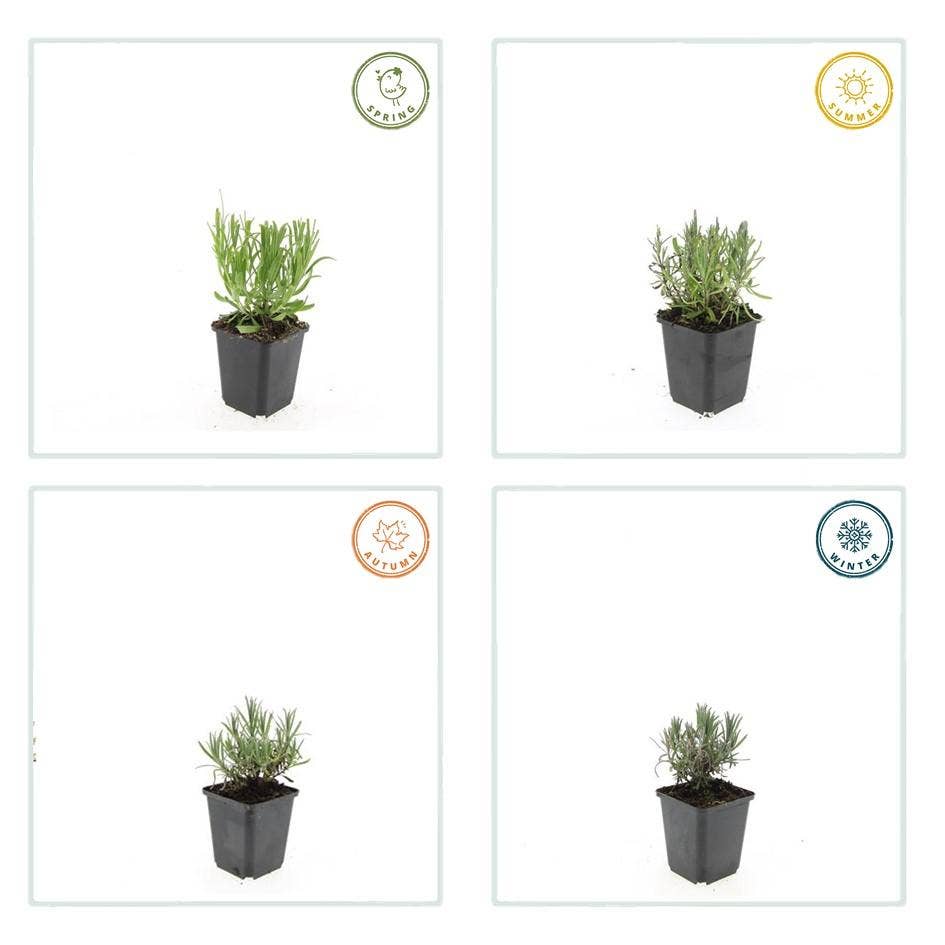 Oasis of Life – wholesale Live plant – Lavender Lavandula angustifolia 'Munstead' – 48 plants – ↕10-25 cm – Ø9 cm – Compact lavender – Hardy & easy to care for – Bee-friendly – Mediterranean flair5