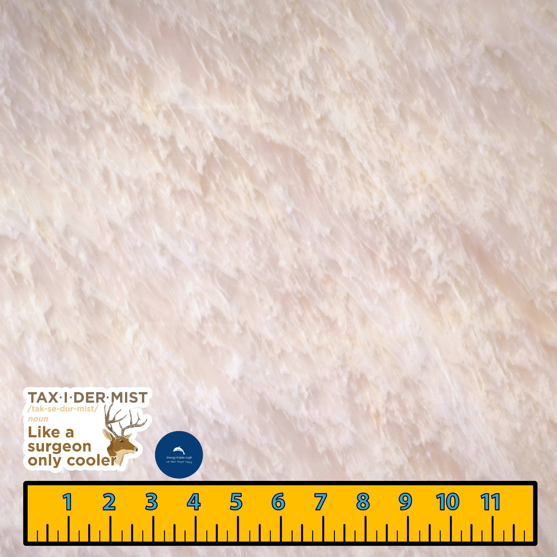 Dancing Dolphin Crafts – Adesivo por atacado – Autocolantes de definição taxidermita | Decalques de montagem taxidermia8