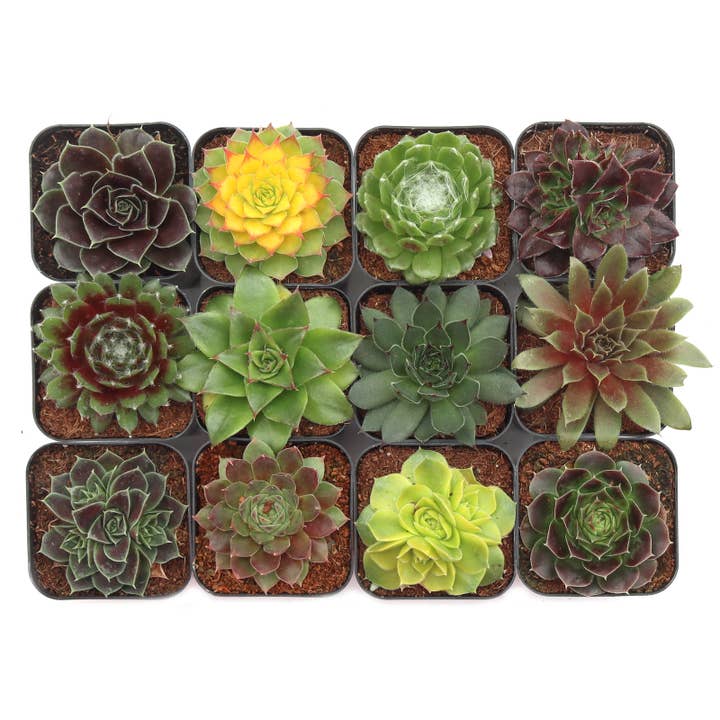 Mountain Crest Gardens - Wholesale Succulent - Sempervivum 12-Pack (12 Varieties, 2" Pots)