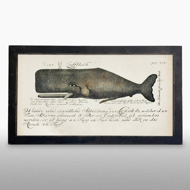 Fish-Whale illustration for wholesale by ginger blue