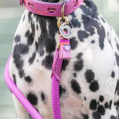 Dog with a Mission - Wholesale Pet Leash - Dog - Spice Dog Leash6