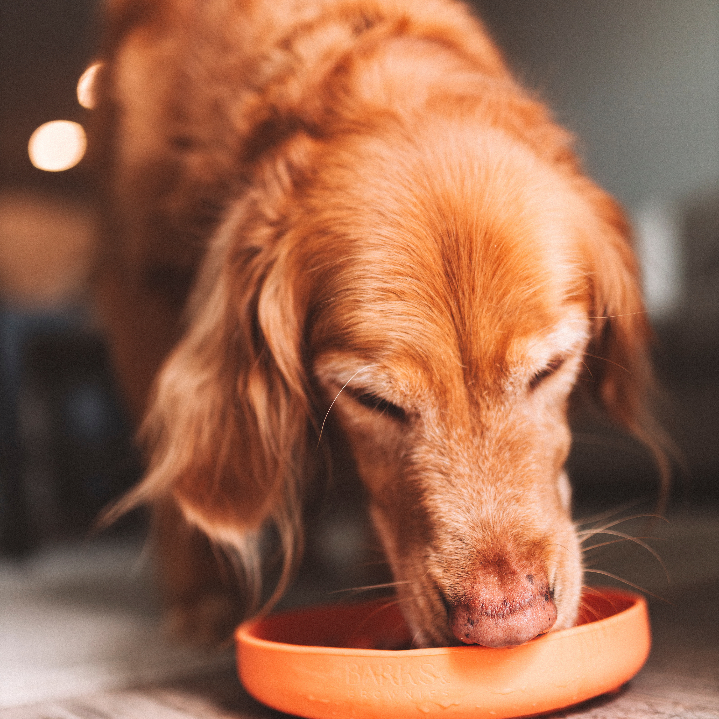 Barks and Brownies - Wholesale Pet Bowl - Cat/Dog - Cactus Silicone Slow Feeder Bowl - Fun, Non-Slip | Tangerine1