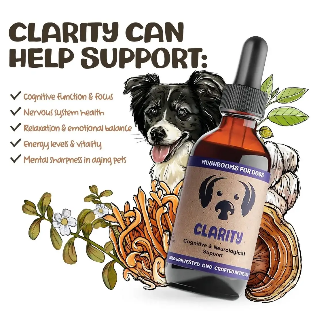 MycoDog - Wholesale Pet Supplement - Dog - Clarity – Mushroom Tincture for Dogs | Cognitive Support2