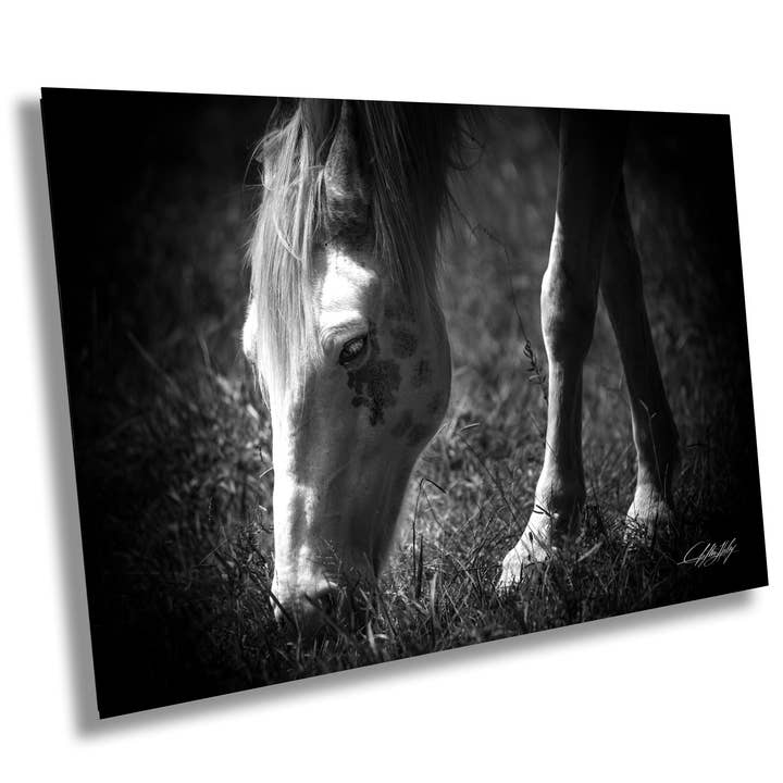 Cades Cove Horse Print | Black & White Art for wholesale by Clifton Haley Photography