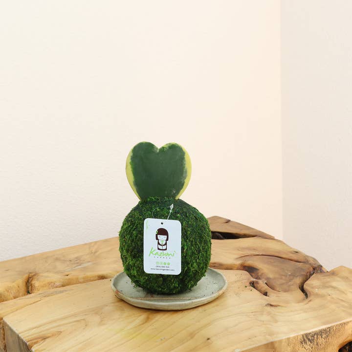 Hoya Kerri | Moss Ball Kokedamas for wholesale by Kazumi Garden