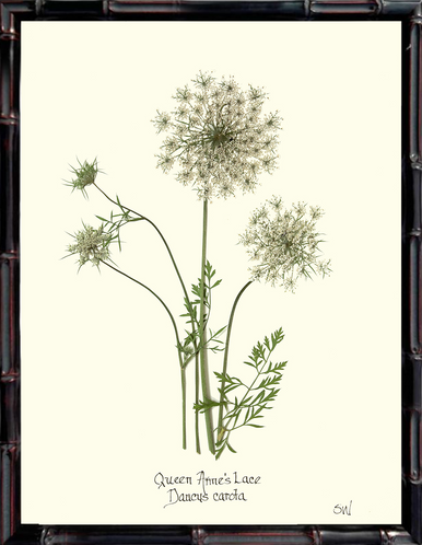 Homegrown Art Co - Wholesale Art Print - Queen Anne's Lace Flower Pressing - Botanical Art Print9