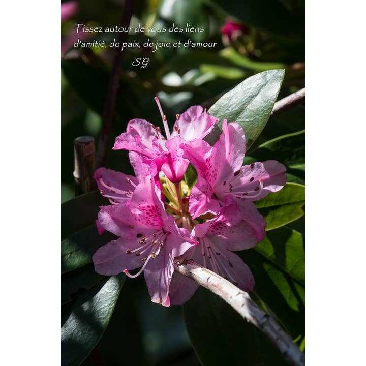 Joy for engroshandel hos L'Ecriture D'Un Regard