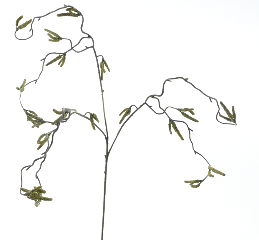 DRYdecorations - Wholesale Artificial Flowers - Corylus flower spray green tak0