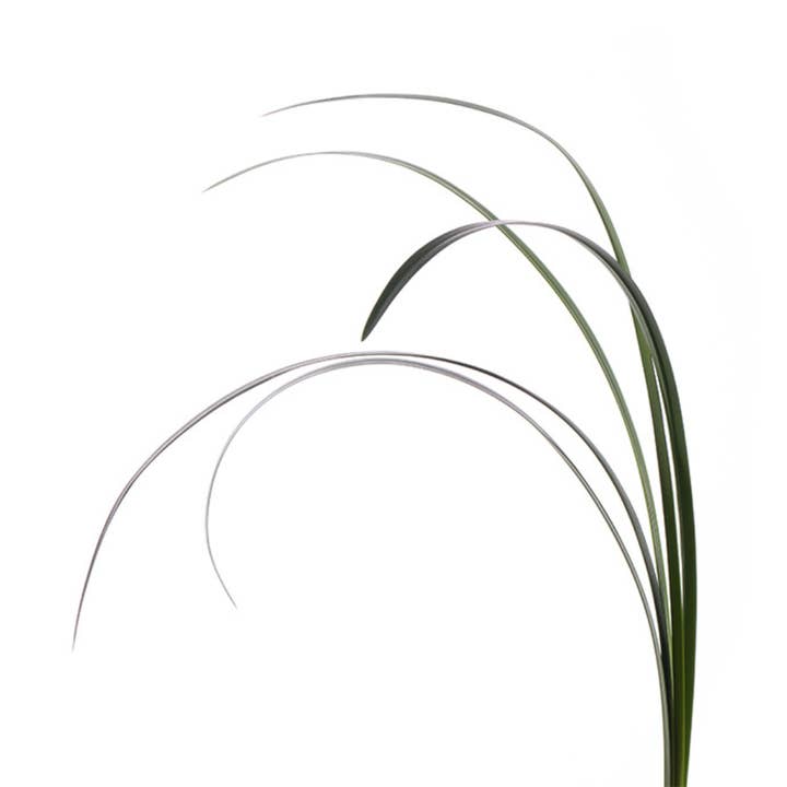 Lily Grass - Fresh Cut Flowers for wholesale by Metro Flower Market