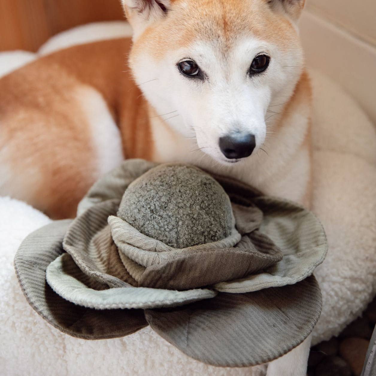 Lambwolf Collective - Wholesale Knuffelspeeltje - Hond - KOOLPOP//ENRICHMENT HONDENSPEELTJE2