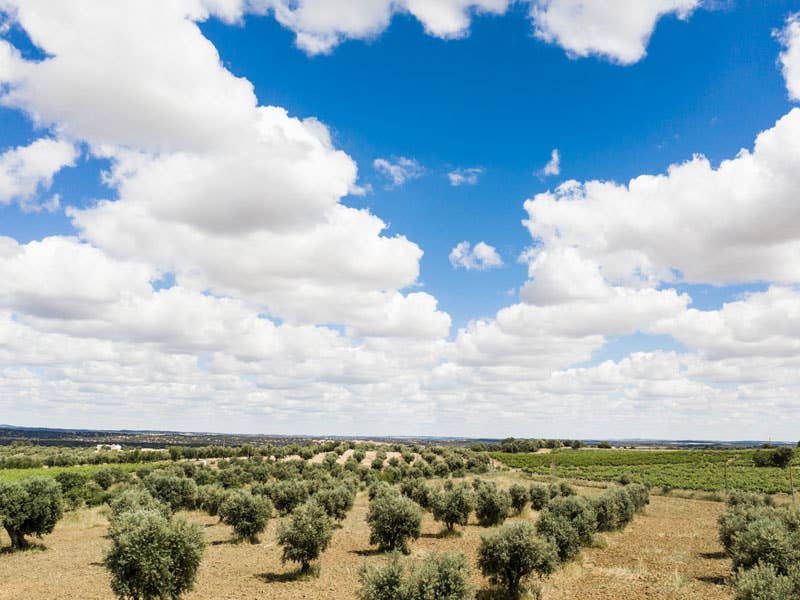 Amor é Cego – wholesale Olive oil – Azeite Virgem Extra - Garrafa de 50 CL1