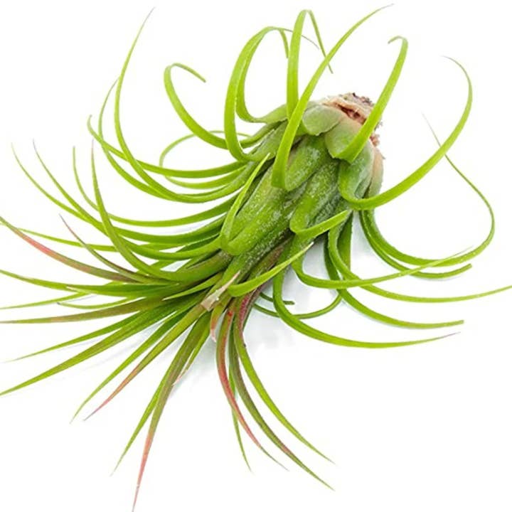 Planters Made in the USA - Wholesale Live Plant - Air Plants Tillandsia Ionantha Mexican, Live Airplant, Blue4