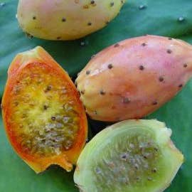 Ajarbio – Óleo para banho/corpo por atacado – Óleo 100% natural e orgânico de sementes de figo-da-índia2