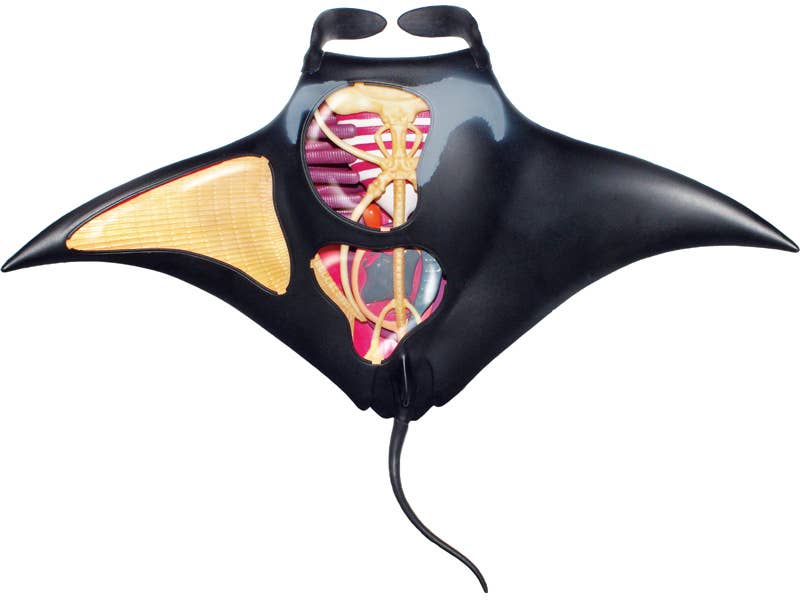 TEDCO Toys - Wholesale Classic Toy - Kids - 4D Manta Ray2
