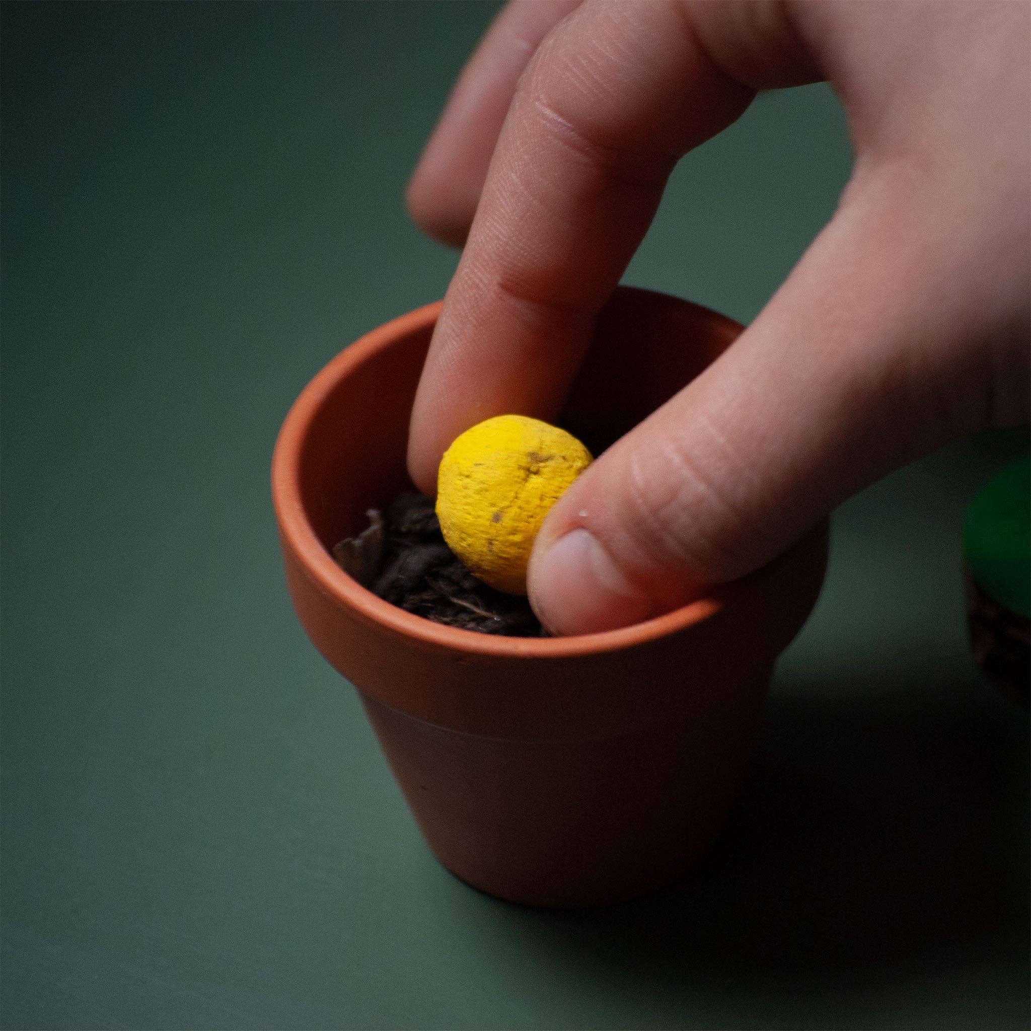 Rippotai - Wholesale Plant Seeds - Flowers for Bees – Biodiversity Kit with Plantable Pencil and Seed Bomb6