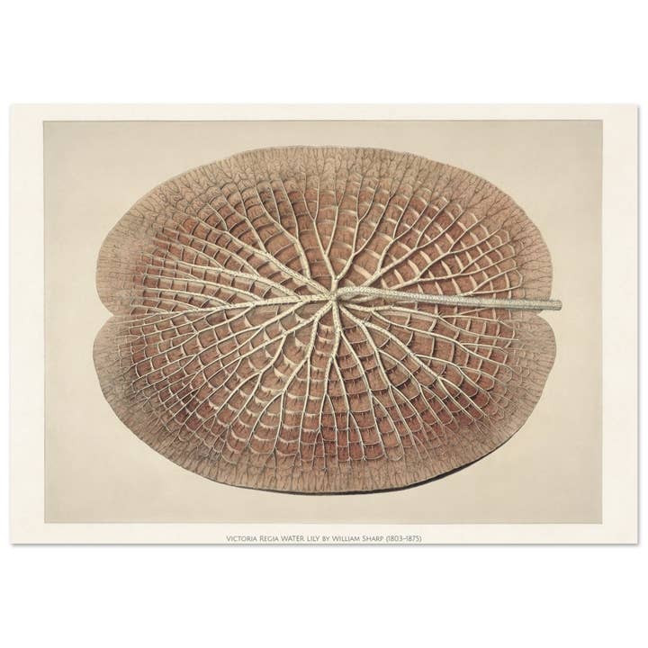 Acqua Victoria regia per la vendita all'ingrosso da parte di Maison de Paloma