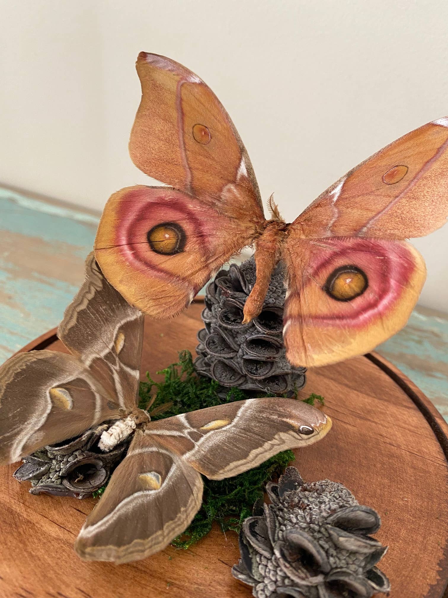 Papilio ulysses in a Decorative buy Dome - Dunk Island Butterfly