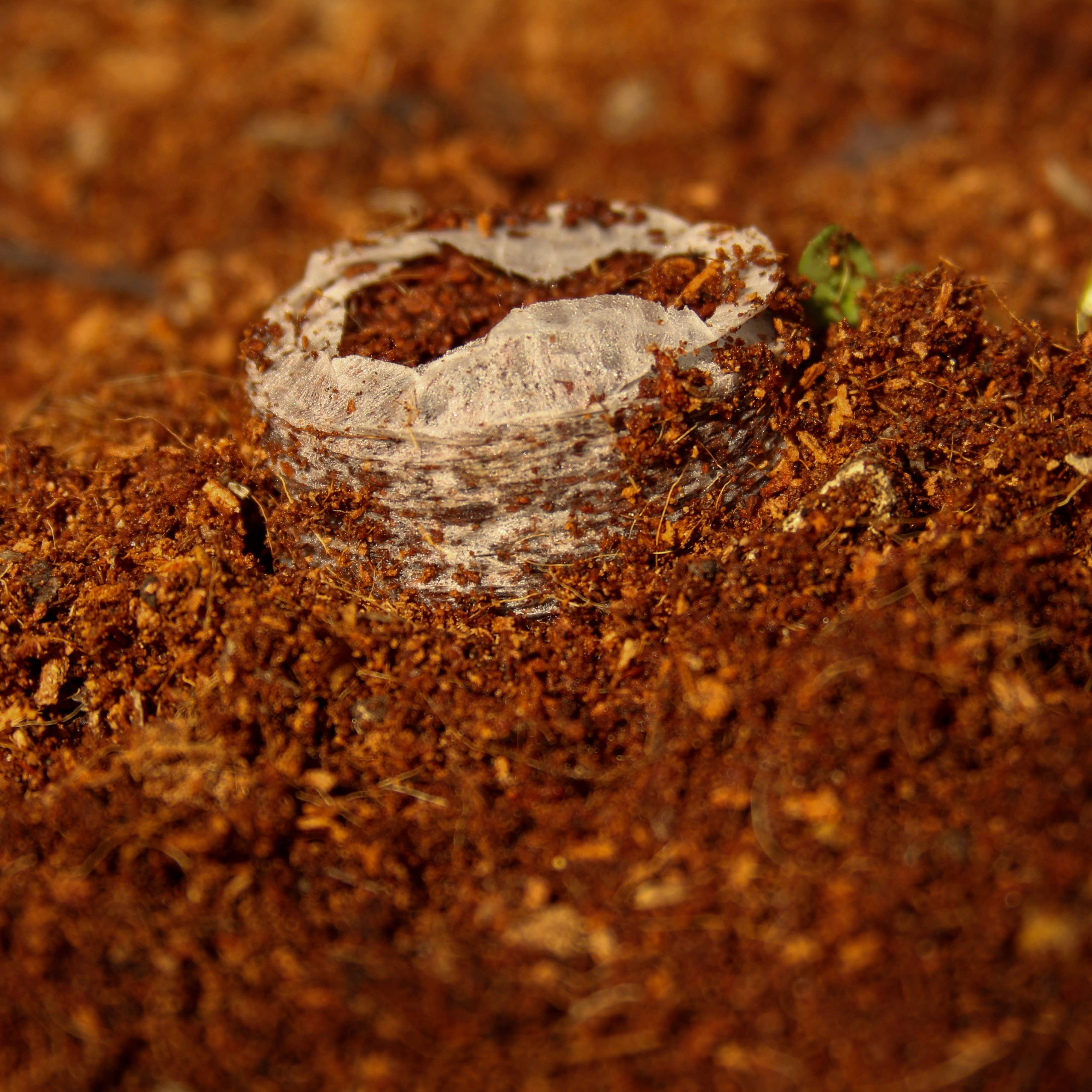 CoirProducts.co.uk of Salike Limited - Vente Graines de plantes - Pièces de coco de 42 mm | Granulés de coco pour la germination7