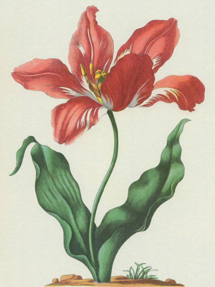 Postcard Tulip "Hevelmann" (111439) for wholesale by The Knowledge of Things by Catch Publishing