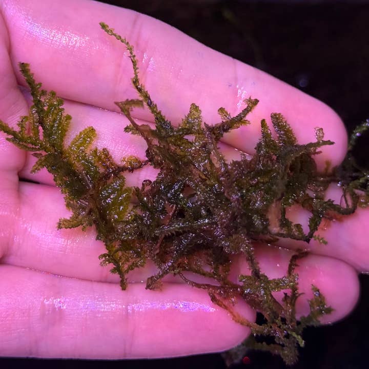 Christmas Moss for wholesale by The Planted Tank
