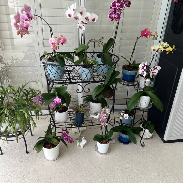 Elm Dirt - Wholesale Fertilizer - Premium Orchid Mist Spray - Foliar Feed (16 oz)3