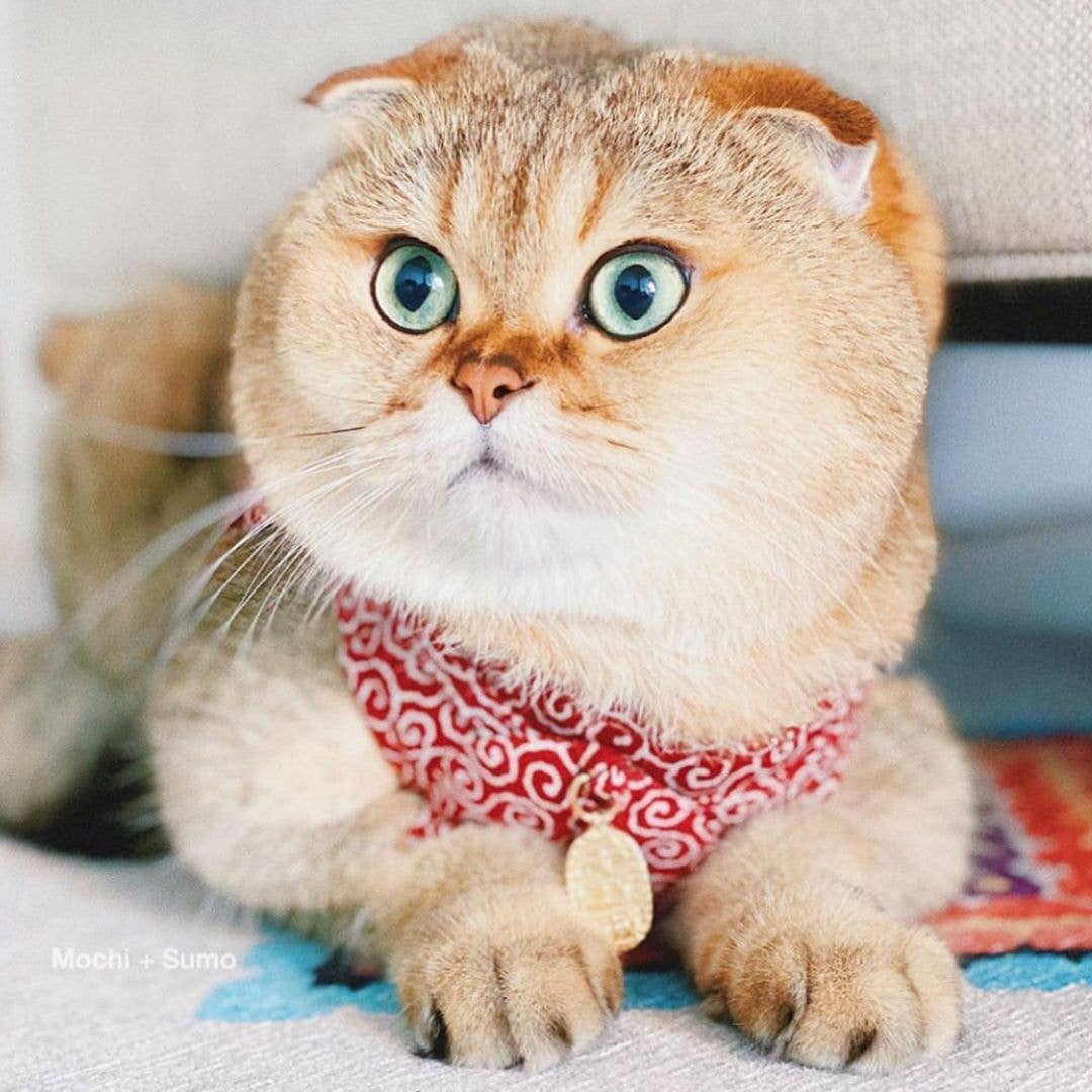 MOON-X USA, INC. – wholesale Sele - Katt – Ninja kattsele (röd)6