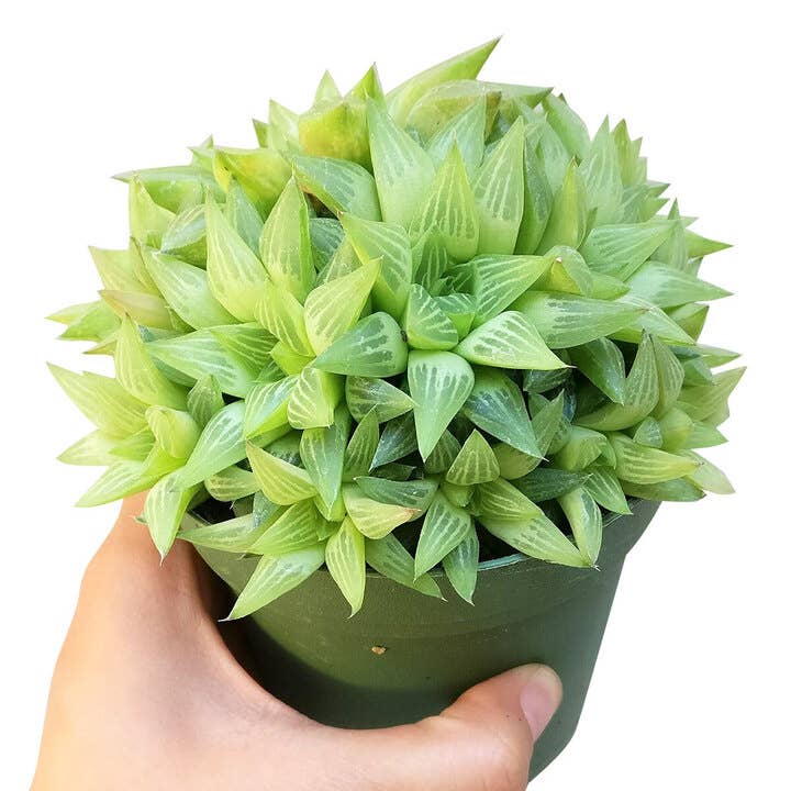 Best Plant Friend - Vente Succulentes - Haworthia cymbiformis Succulentes de fenêtre - Pot de 2/4 pouces2