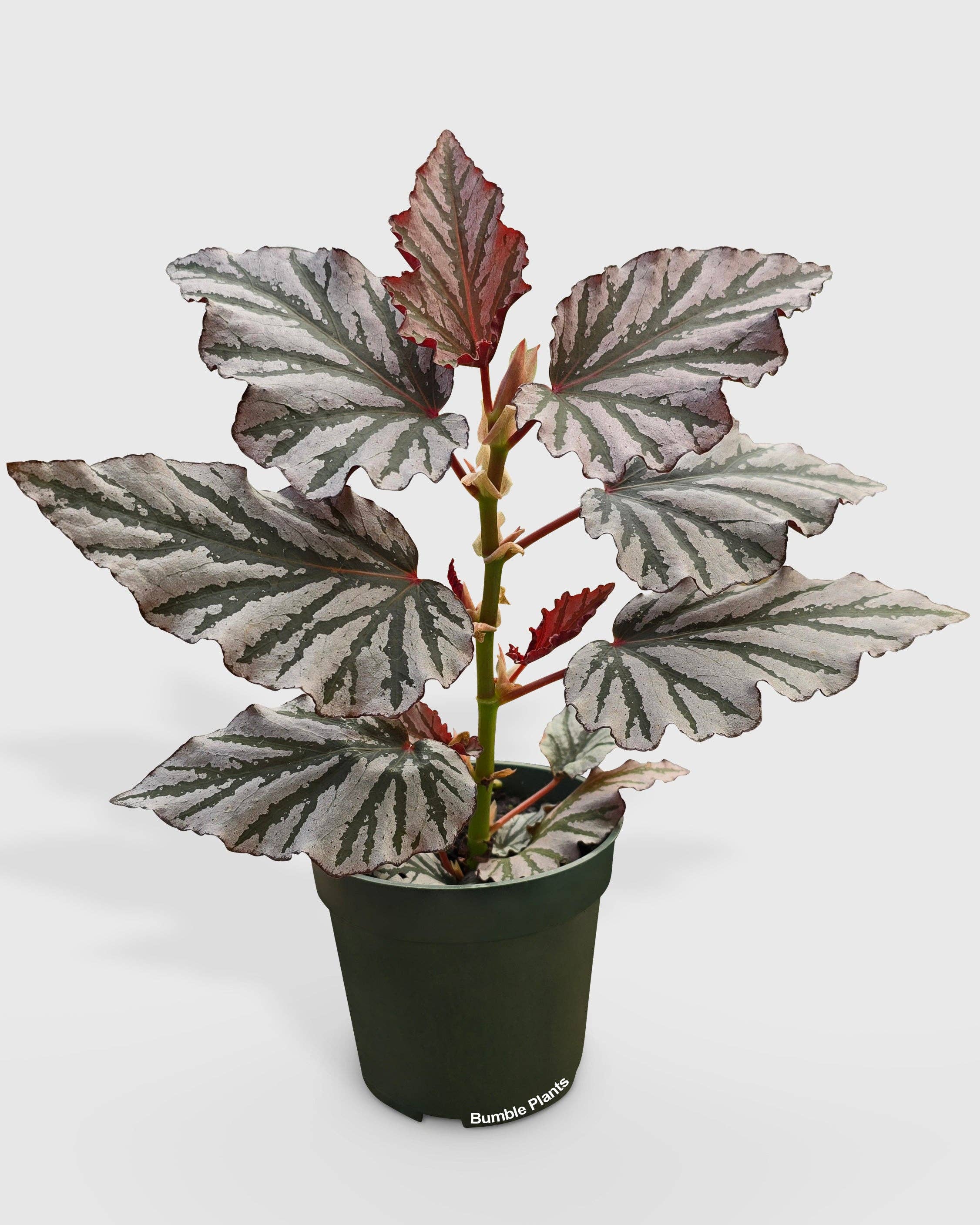 Bumble Plants - Wholesale Live Plant - Begonia Kismet Hybrid4