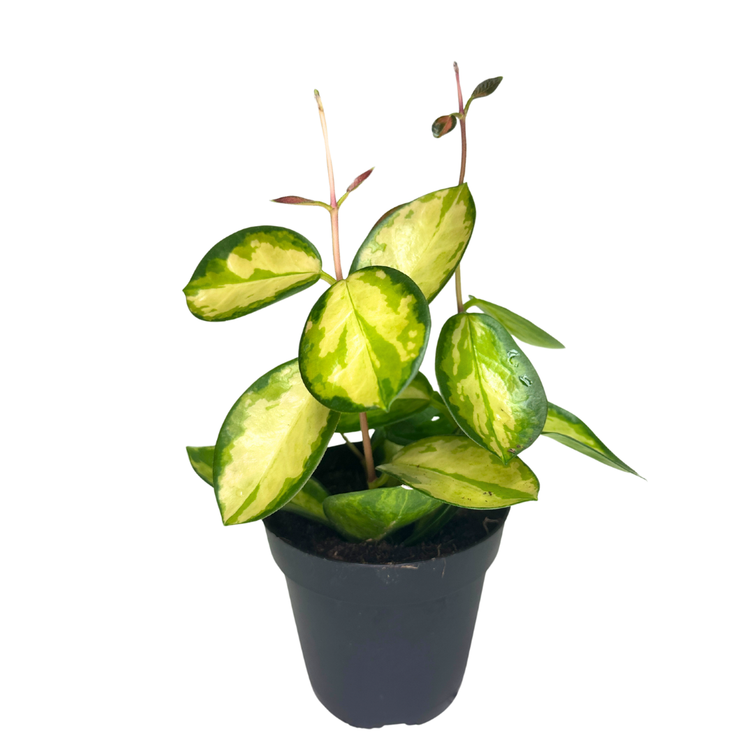 Flow State - Vente Plante - Hoya Australis Lisa de 4" – Plante d'intérieur vivante en gros4