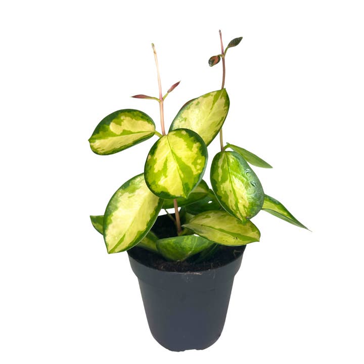 Flow State - Wholesale Live Plant - 4" Hoya Australis Lisa – Wholesale Live Houseplant4