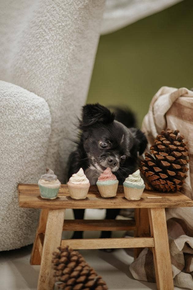 Manufaktur Sweet Crunchy Bit® Handmade DogFood 🐾 - Wholesale Pet Treats - Dog - Cupcake + Box2