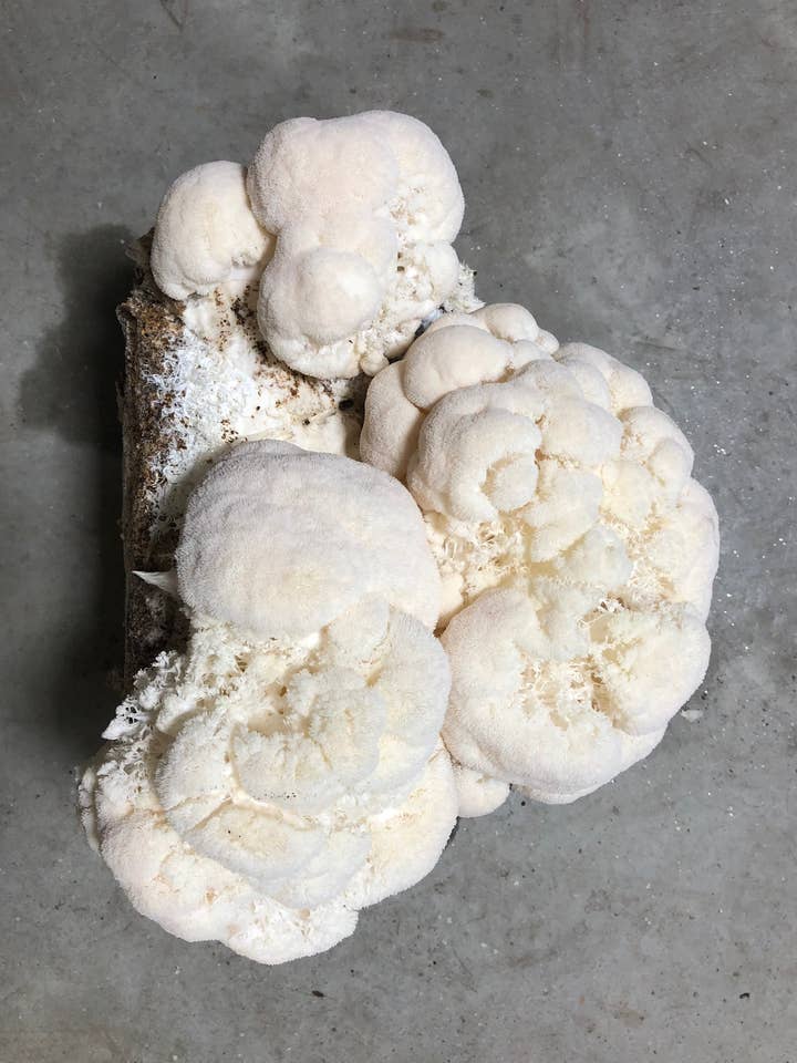 Organic Lion's Mane Mushroom Grow Kit for wholesale by Mycoterra Farm