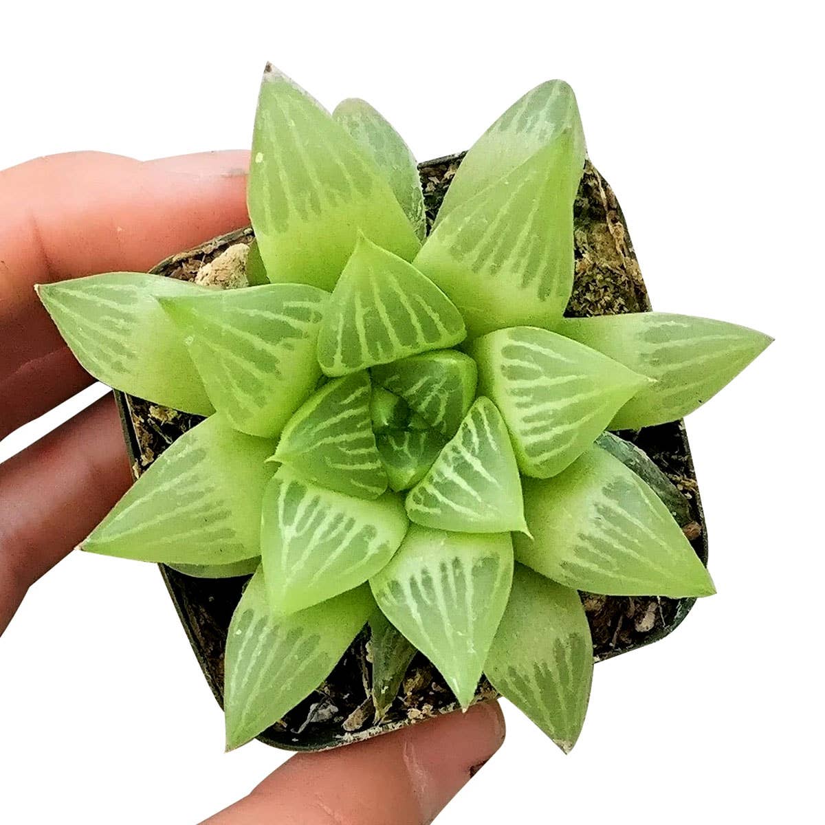 Best Plant Friend - Vente Succulentes - Haworthia cymbiformis Succulentes de fenêtre - Pot de 2/4 pouces1