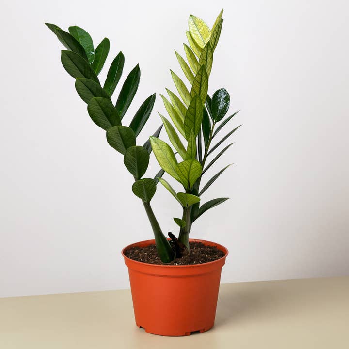 Zamioculcas 'Chameleon' - 6-Zoll-Topf für den Großhandel von House Plant Wholesale
