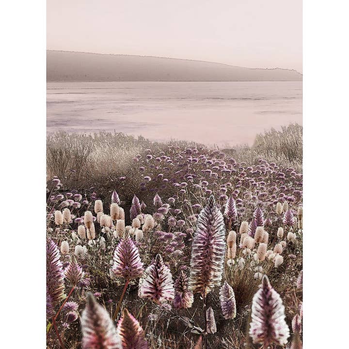 "Wildflowers" | Australian Mulla Mulla Art Print - Portrait for wholesale by Banksia Blue Studio