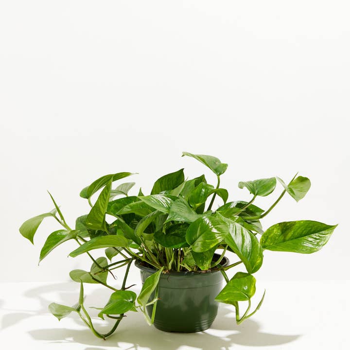 Lively Root - Wholesale Live Plant - Golden Pothos Plant9
