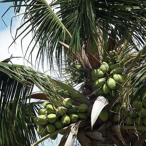 Les Gaillardises de l'Ubaye - Wholesale Snack Bar - Croqu'Coco: Crunch, Move, Enjoy4