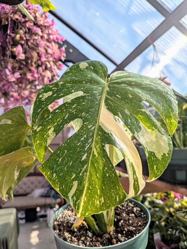 Monstera Thai Constellation pour la vente par The Succulent Shed Co