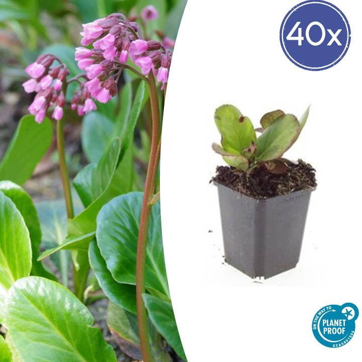 Oasis of Life - Wholesale Live Plant - Bergenia Bergenia cordifolia 'Herbstblüte' – ↕10-25cm – Ø9cm – 40 plants – Evergreen perennial & ground cover – Autumn bloom in pink – Easy to care for & hardy1
