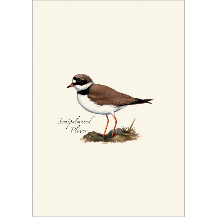 Earth Sky + Water - Wholesale Stationery/Notecard Set - Shorebird Assortment2